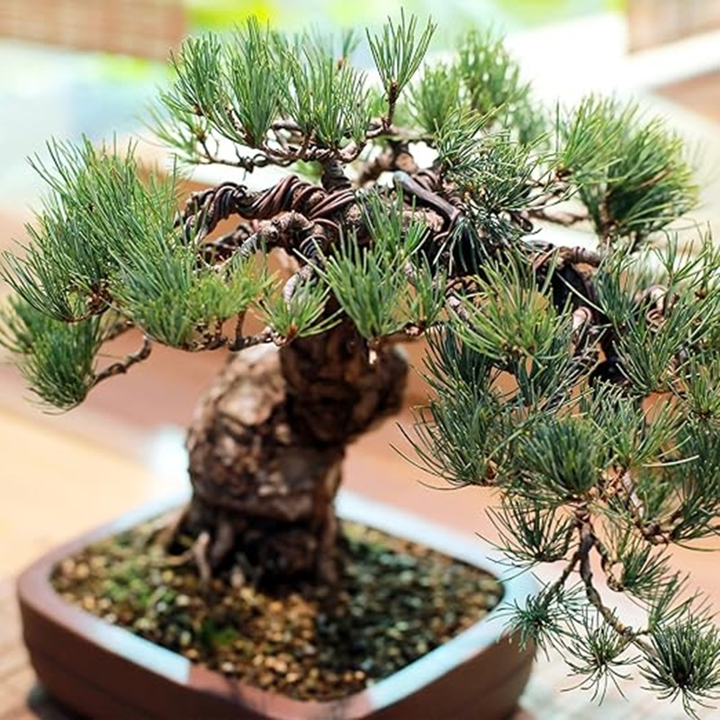 Bonsai Tree Shaping Aluminum W - Bonsai Garden Design recension och pris