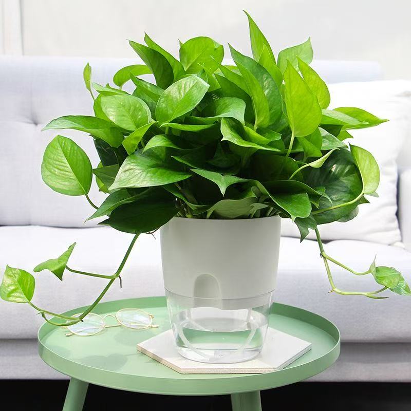 Self Watering Pots for Plants, - Sphagnum Moss Bag recension och pris