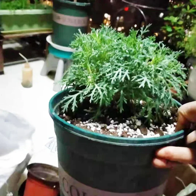 1L/2L Perlite Pellet Configure - Bonsai Garden Nursery recension och pris