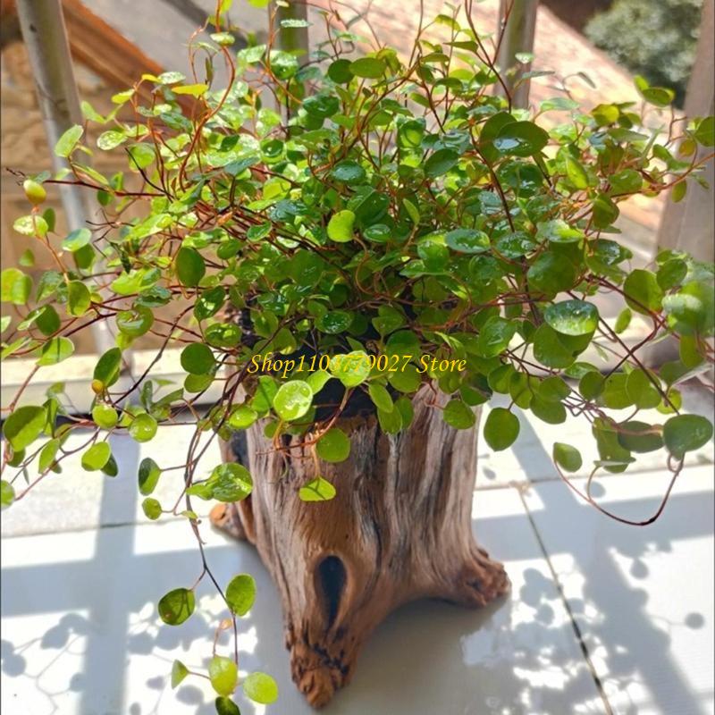 C4DF Vintage Cement Planter wi - Bonsai Garden Design recension och pris